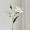 สีขาว