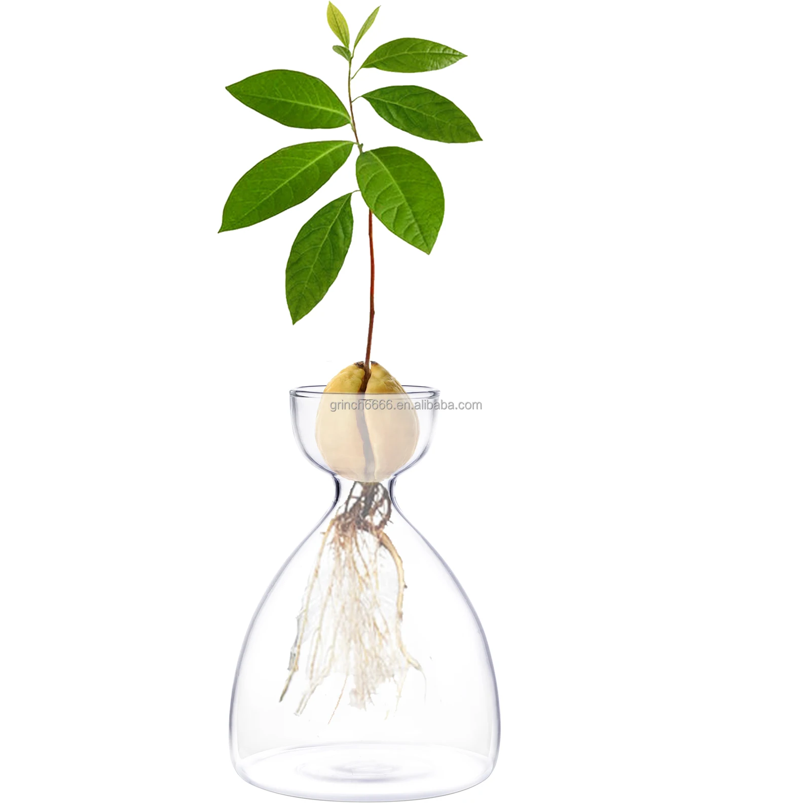Vase De Germination Pour Noyau D'avocat En Verre Transparent - Forme Féminine, Décoration De Bureau - 16 Cm