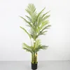 2-meter areca palm with 5 stems and 21 leaves