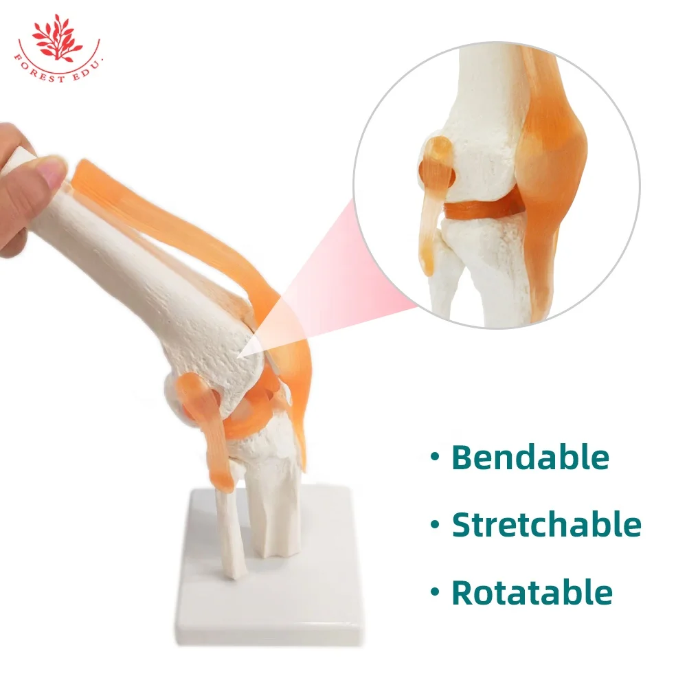 Human Knee Joint Model FRT029 Deluxe Functional Include Ligaments Medical Science Human Anatomical Model