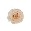 Light Peach Pink