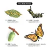 2401 Ciclo de vida de la mariposa
