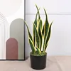 5 groups of snake plants - yellow, 58cm