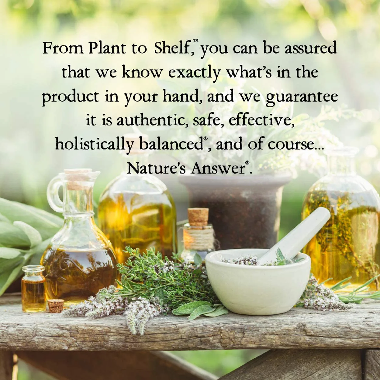 Licorice Root Supports Digestive Health Fluid Extract Alcohol Free 100