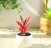 Purple Chrysanthemum Leaf Lotus Diamond Pot