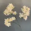 Champagne