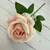 Rosa cipria