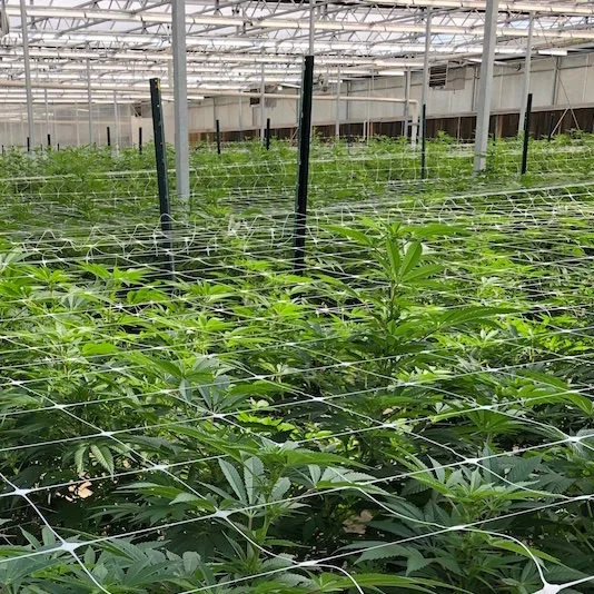 Automated Light Deprivation Blackout Greenhouse use hemp seed canada for sale