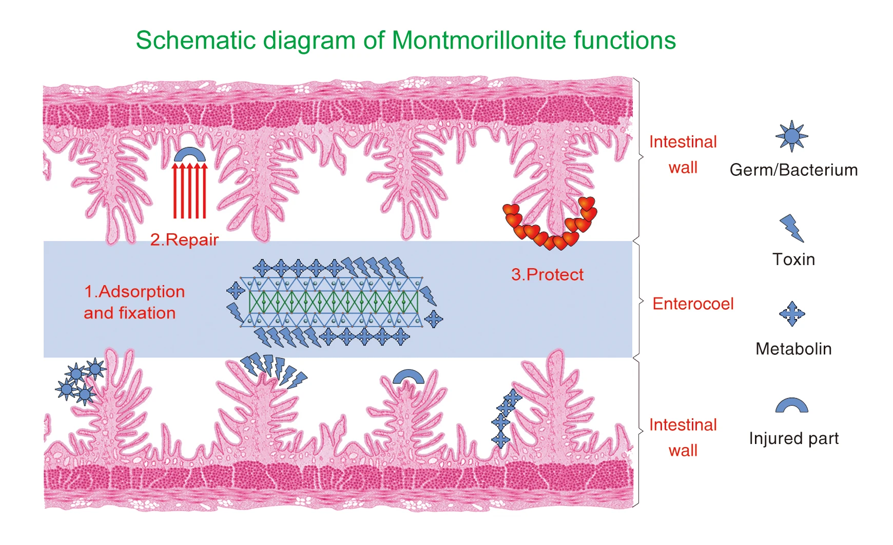 Modified Bentonite HSCAS As Toxin Binder for Aflatoxin