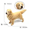 1163 golden retriever surdimensionné 662g