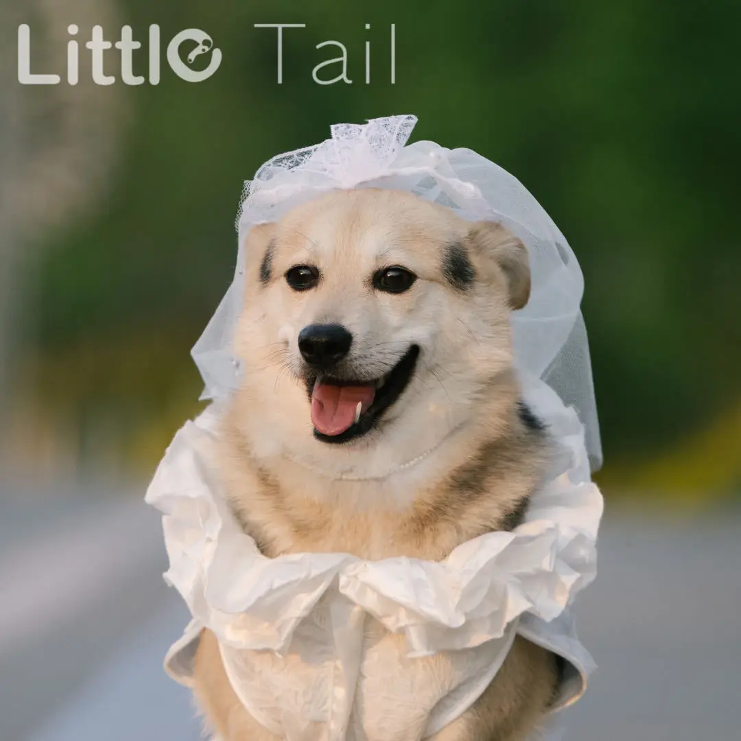 White Dog Wedding Dress Bridal Wedding Costume Puppy Princess Dresses for  Small Dogs Luxury Dog Clothes Pomeranian Chihuahua