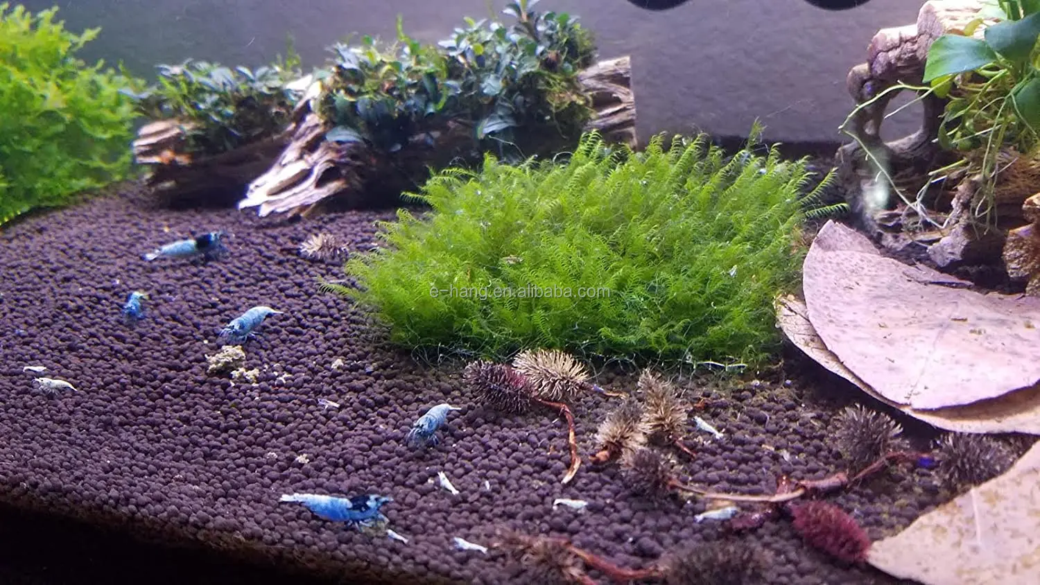 Cholla Wood "3 " Pieces 9" to 11"' Aquarium  Decor Fish Shrimp Hermit Crabs 