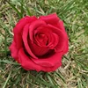 Grande rosso