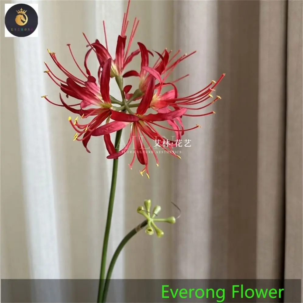 Lycoris.　1028 Lycoris radiata | Green Garden Cebulki kwiatowe