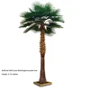 Palmera Washingtonia de medio tronco