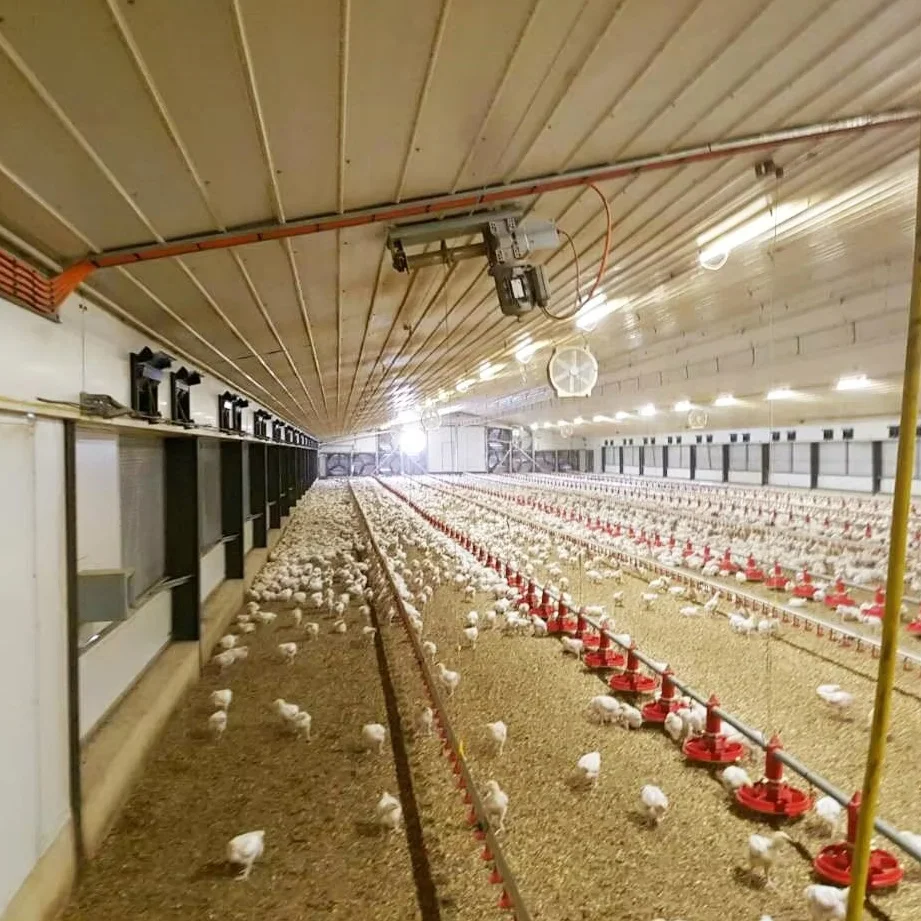 Ejoy Fully Automatic Tunnel Vent Poultry Farm Equipment Design Broiler Chicken Breeding System for Sale