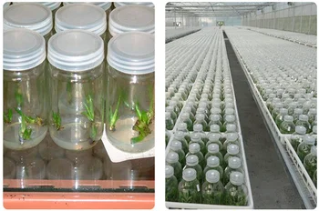 240ml Plant Tissue Culture Glass Container/bottle With Plastic Lids - Buy Tissue Culture Glass - View #12