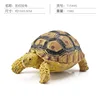 Colorido Q9899-S595 Leopardo Tortuga 158g