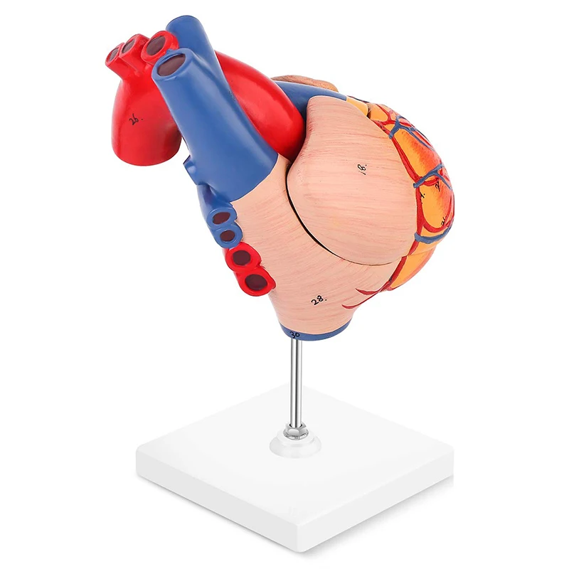 Medical Anatomy Simulation PVC Heart Anatomy 3d Model 2 Part Life Size