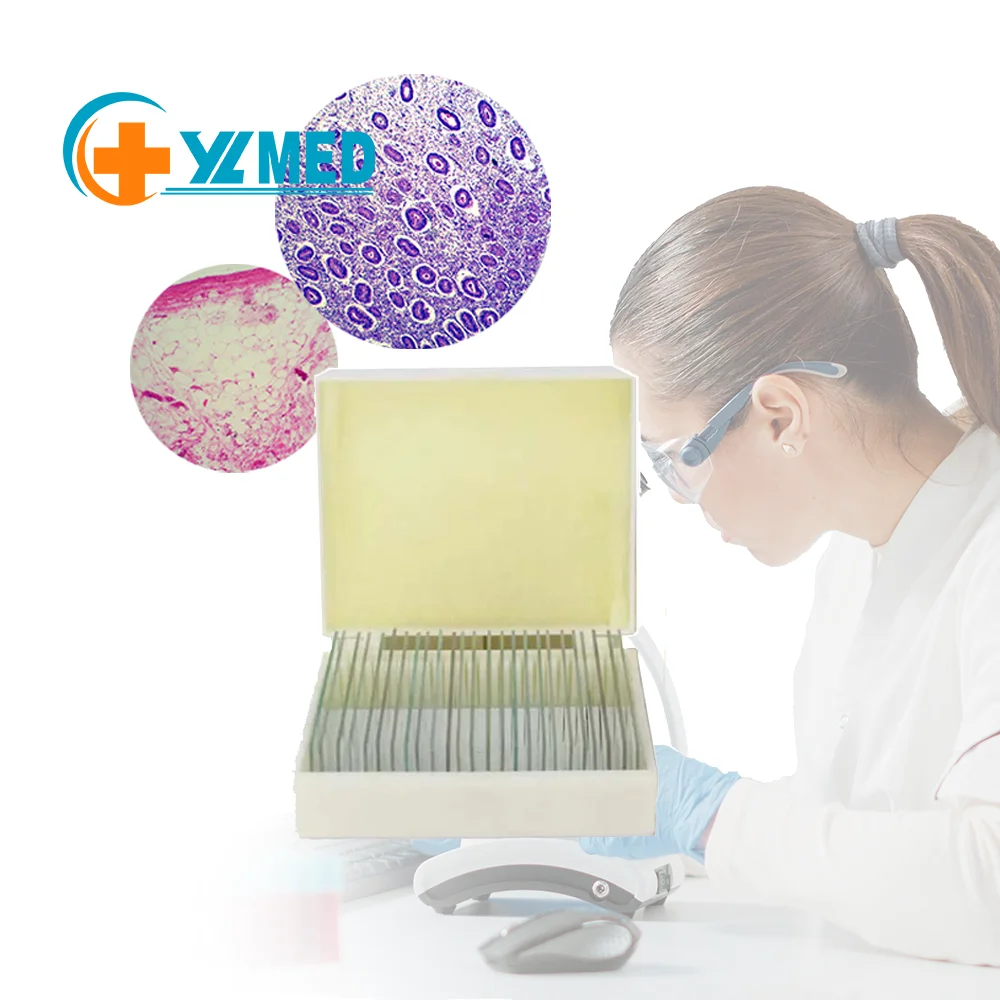 High Quality Botany Plant Mitosis Meiosis Prepared Slides for Educational