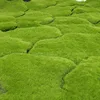 1m x 1m large cracked moss