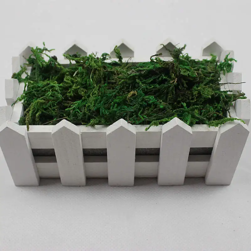 Wholesale Green Moss Real Natural Dried Moss for Orchid Vase