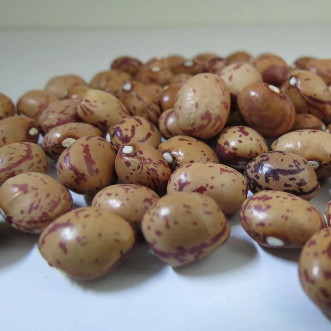 Light Speckled Kidney Beans Long Shape Beans new crop wholesale Healthy