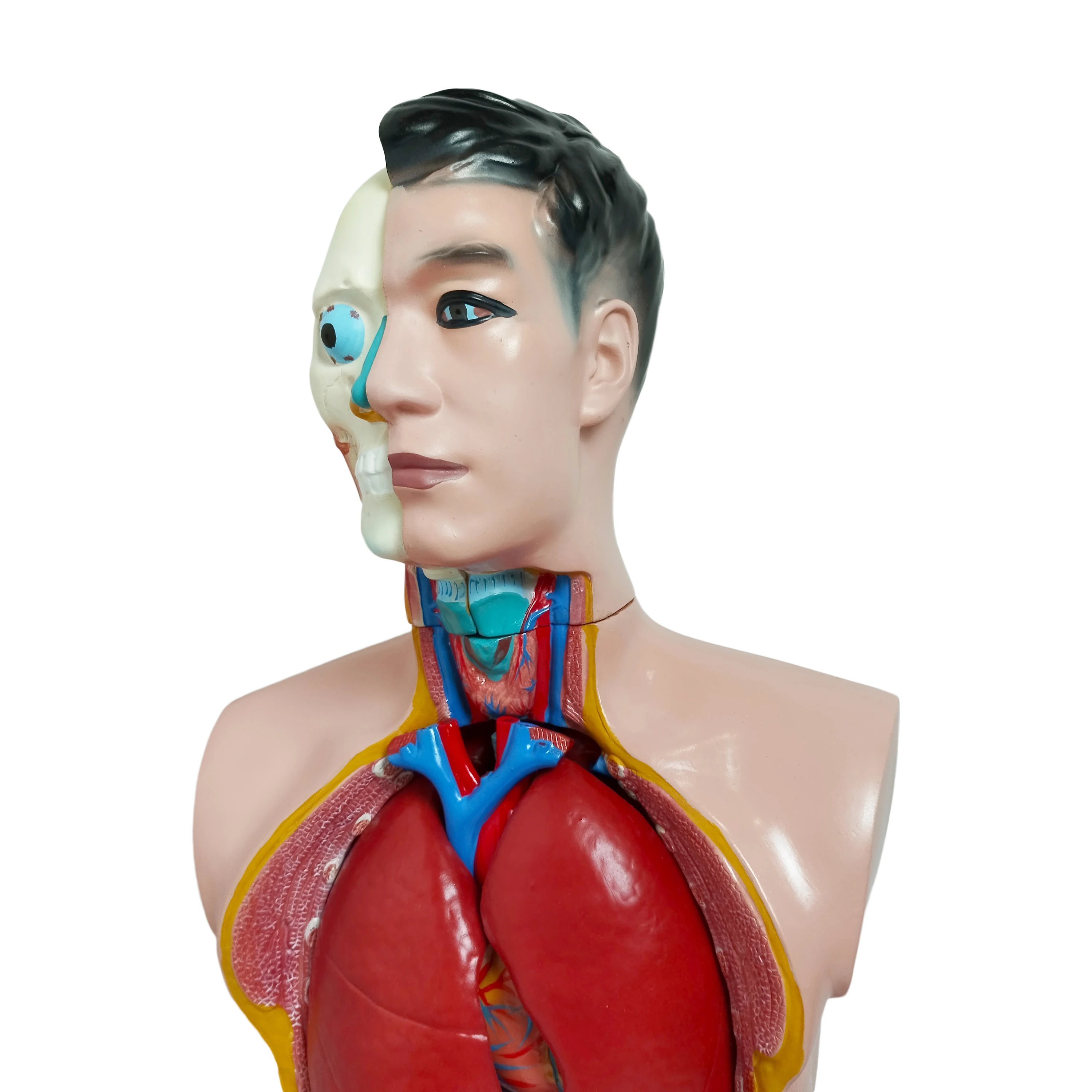85cm Male Torso 19 Parts Model - High Quality Medical Training