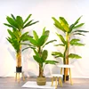 Banana Tree 16#