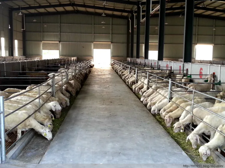 Metal Goat Farm Shed Design Steel Structure Sheep House Shelter