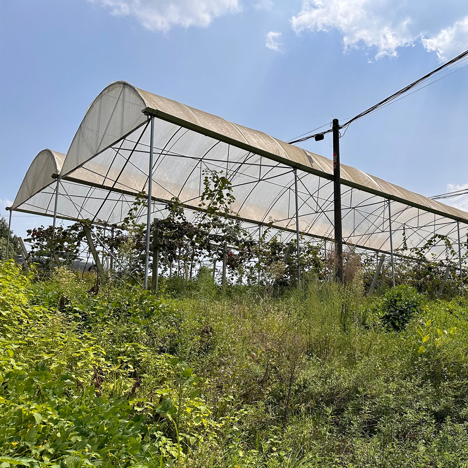 Economical Multispan Rain Shelter Greenhouse with Hot Galvanized Steel Frame for Kiwi Growing