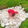 Uccello rosso che gira la testa