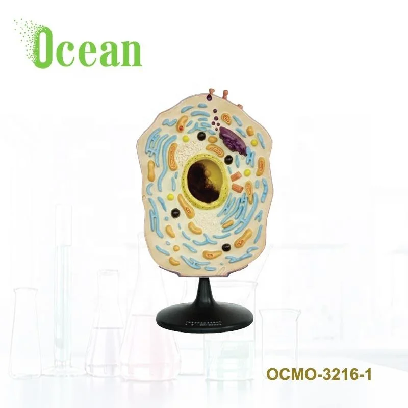 Biological Plastic Animal Cell Model,Model Of Plant Cell - Buy Hot Sale The  Model Of Plant Cell For Teaching,School Teaching Supplies Plant Cell  Anatomic Microstructure Model,Medical Teaching Model Of Animal Cell  Connection