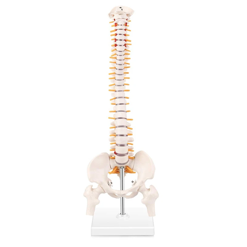 Education Life Size Pvc Simulation 80cm Human Spine Model