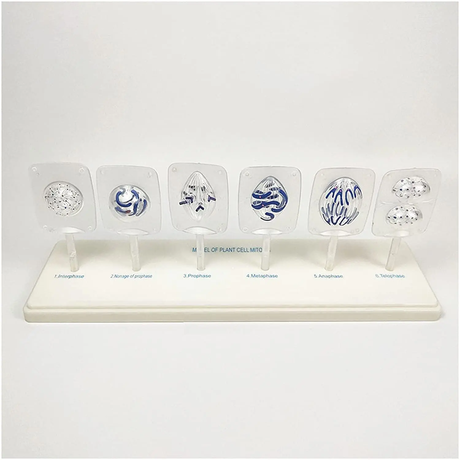 KyrenMed Plant Cell Mitosis Model and Animal Cell Meiosis Model