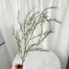 Asparagi verdi-95 cm
