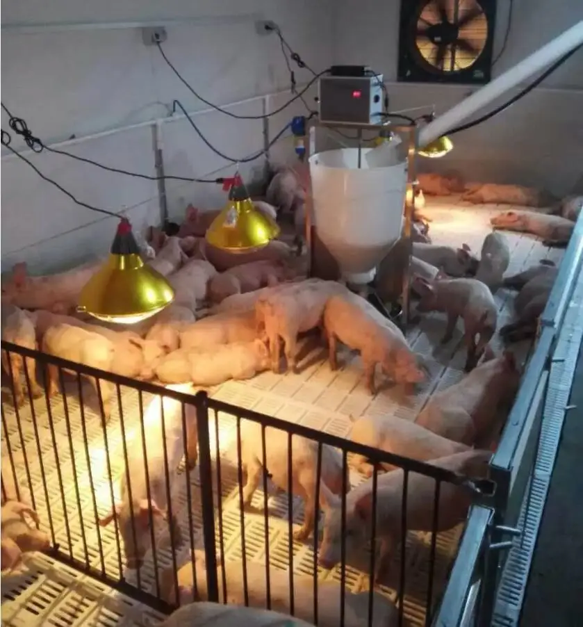 養豚場用暖房ランプ 鶏豚農場用 100w～275w 赤外線ライト ハロゲン電球
