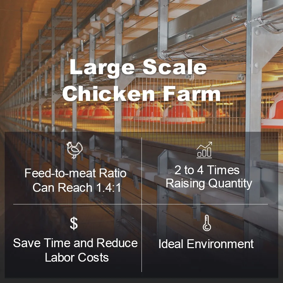 Poultry Farm H Type Automatic Bird Harvesting Battery Breeding Cages for Broiler Chicken
