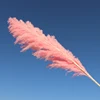 Pink 02