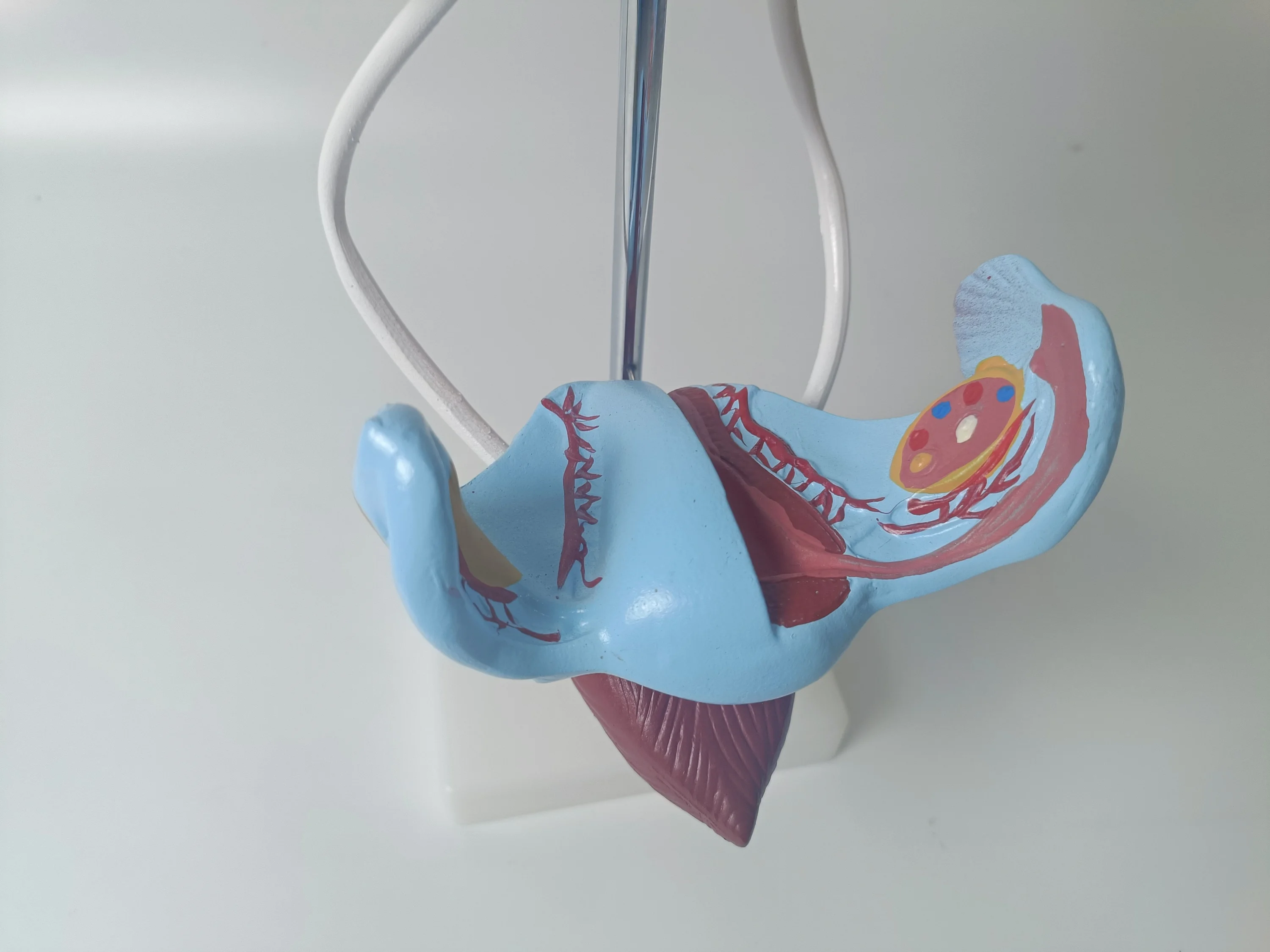 Medical Practice Training PVC 3D Human Authentic Demonstration Anatomy Female Reproductive System Model for Study Teaching