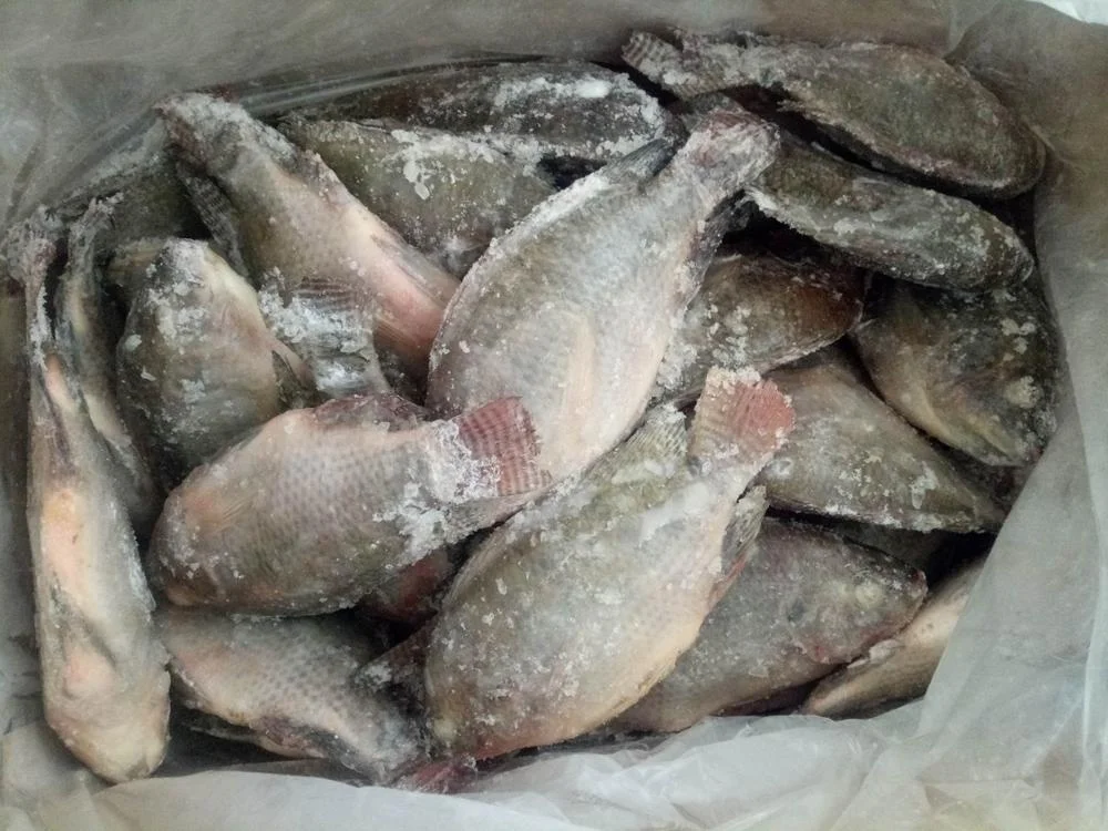 China Export Frozen Fish Frozen Black Tilapia