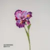 Purple Iris
