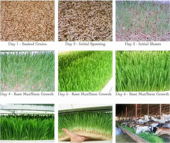 fodder system for sale