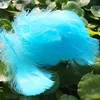 pavo real azul