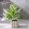 Planta de palma de areca en maceta de 30 cm.