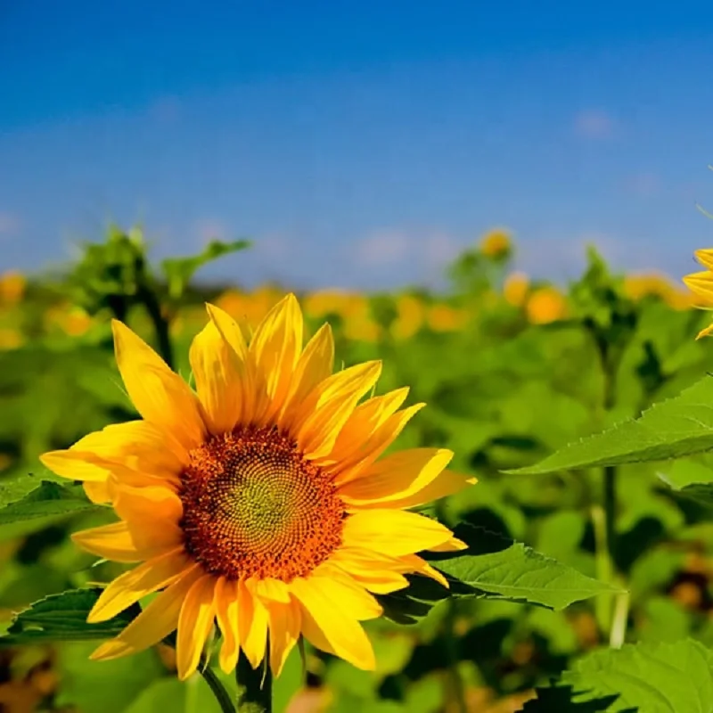 s418 xiang ri kui wholesale chinese sunflower seeds for planting