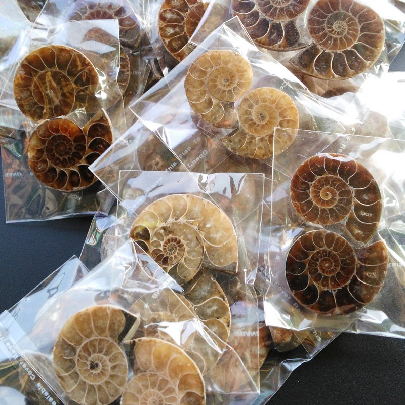 アンモナイト化石　ハーフカット　ペア　マダガスカル Half-Cut-Ammonite-Shell-fossil