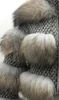 grey-coat