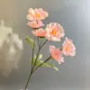 สีชมพู