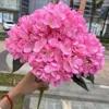 Hortensia#10